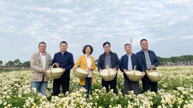省供銷社副主任沈省文、一級巡視員張悅到浙農杭白菊GAP基地調研