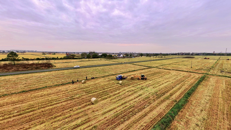 機收機種機管 共享共富共贏 浙農耘糧油未來農場&ldquo;三夏&rdquo;生產科技感十足