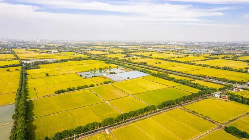 浙農(nóng)科技海寧馬橋萬(wàn)畝方項(xiàng)目入選省級(jí)&ldquo;未來(lái)農(nóng)場(chǎng)&rdquo;