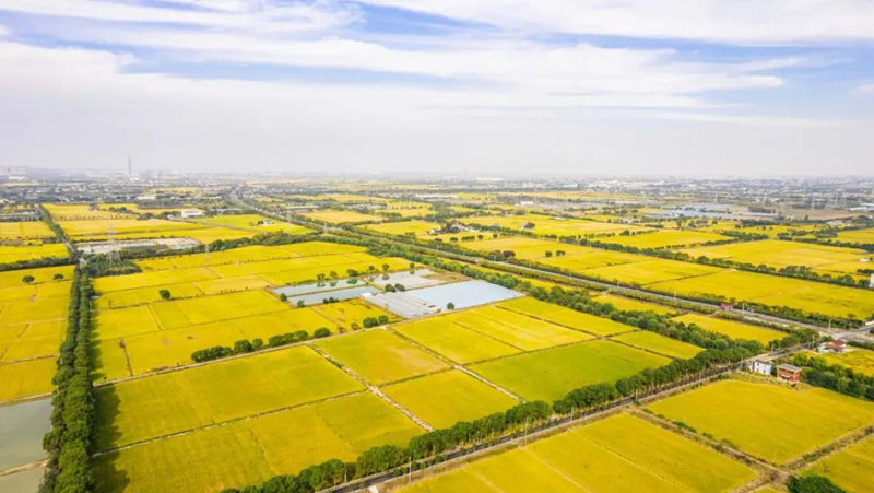 AI賦能春耕生產  海寧馬橋萬畝方項目獲《新聞聯(lián)播》報道