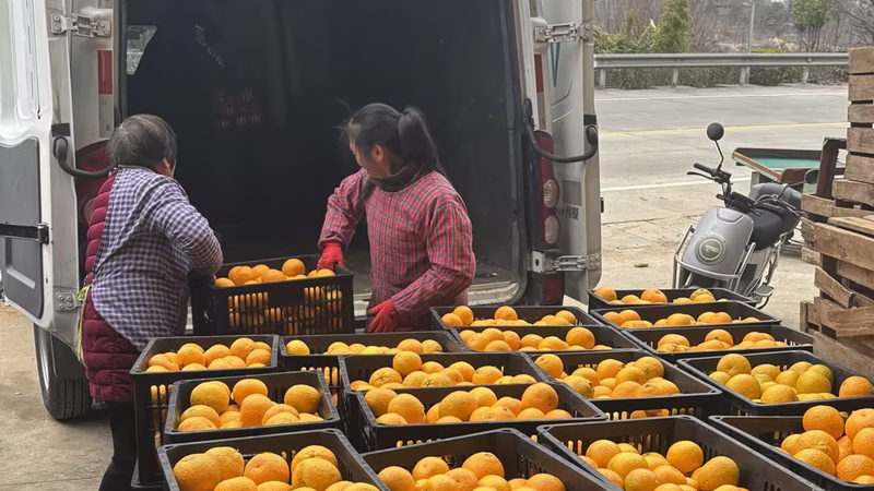 愛普優選暖心助農 解建甌甜桔柚滯銷難題